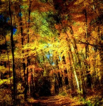 Autumn Path Stock Photos