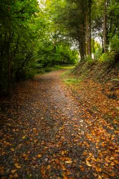 Autumn path Stock Photos