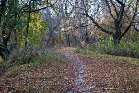 Autumn path. Stock Photos