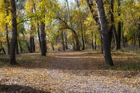 Autumn path. Stock Photos