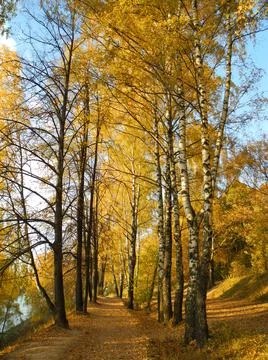 Autumn path Stock Photos