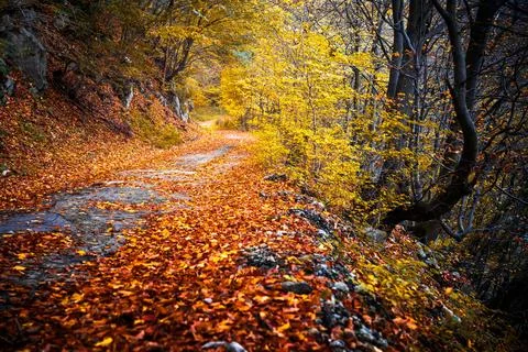 Autumn path Stock Photos