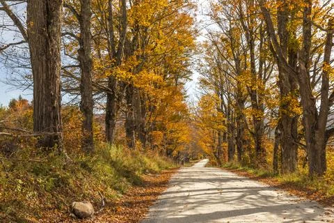 Autumn Path Stock Photos