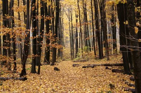 Autumn Path. Foto stock