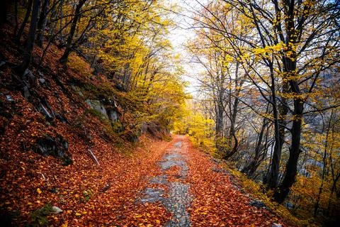 Autumn Path Through Forest Stock Photos