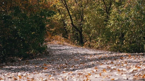 Autumn Path Through the Woods Stock-Footage 293259262