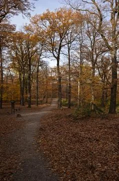 Autumn Path Through the Woods Stock Photos
