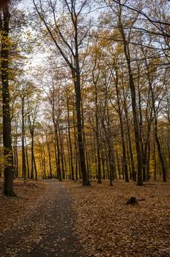 Autumn Path Through the Woods Stock Photos