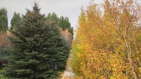 Autumn path trees Stock Footage 238745611