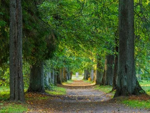 Autumn paths in the forest. Evening time Stock Photos
