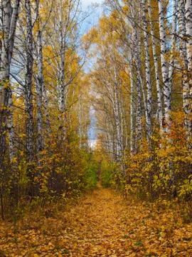 Autumn paths Stock Photos