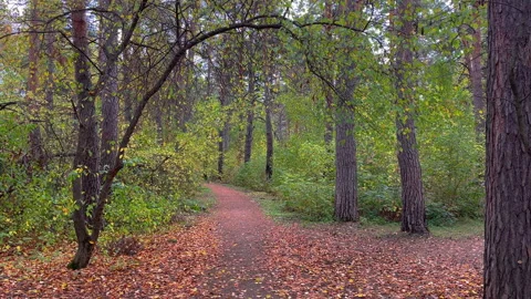 Autumn pathway lined with trees, showcasing falling leaves and vibrant foliage Stock Footage 316873117