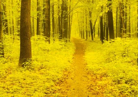 Autumn pathway Stock Photos