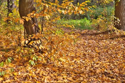 Autumn pathway Stock Photos