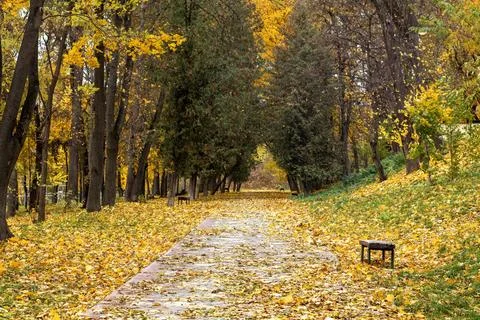 Autumn pathway through a park lined with yellow and orange colored foliage Stock Photos