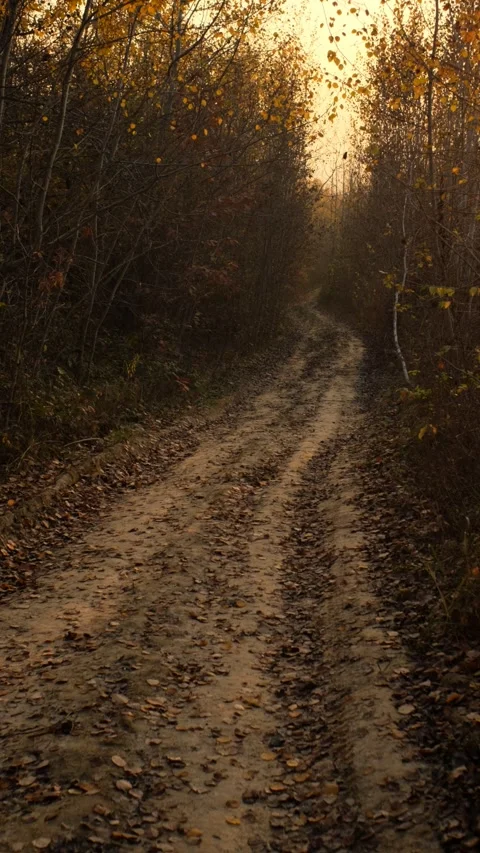 Autumn Pathway through a Quiet Forest at Sunset Stock-Footage 293152184