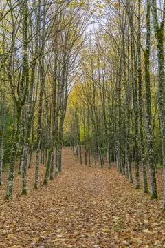 Autumn pathway through rows of trees in Marne, France Foto stock