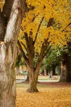 Autumn Pathway of Trees Stock Photos