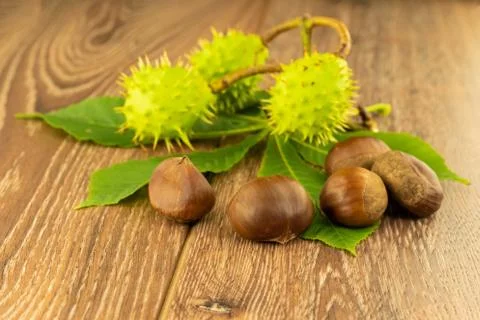Autumn pattern of assorted chestnuts green and brown fruit on a wooden backgr 스톡 사진