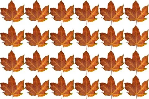 Autumn pattern of brown ginger maple leaves Stock Illustration