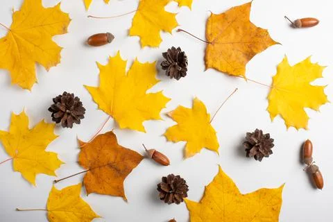 Autumn pattern with colorful (maple, birch, linden, ginkgo) leaves on white b Stock Photos