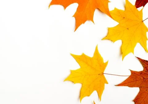 Autumn pattern composition. Pattern made of autumn leaves. Flat lay, top view Stock Photos