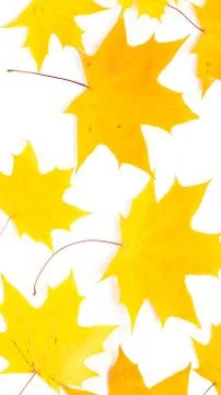 Autumn pattern composition. Pattern made of autumn leaves. Flat lay, top view Stock Photos