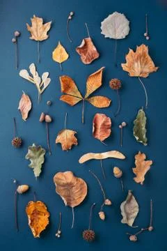 Autumn pattern on dark blue background. Stock Photos