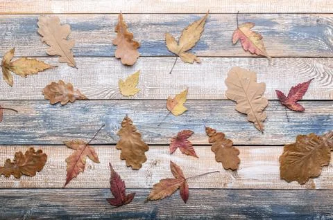 Autumn pattern. Dry maple and oak leaves on a horizontal wooden background. T Stock Photos