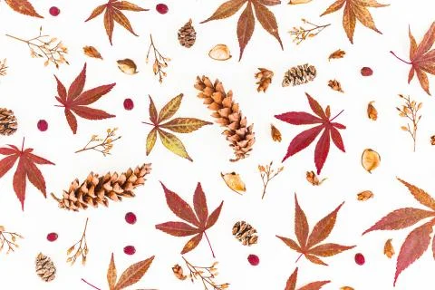 Autumn pattern with fall leaves, dried wild flowers and pine cones on white b Stock Photos
