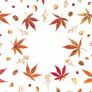 Autumn pattern with fall leaves, dried  flowers and pine cones on white backg Stock Photos