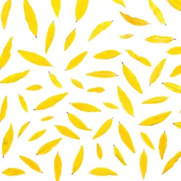 Autumn pattern with fall leaves on white background. Flat lay, top view. Than Stock Photos