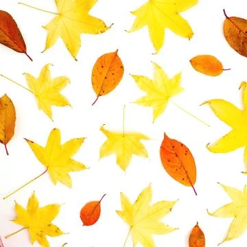Autumn pattern with fall leaves on white background. Flat lay, top view. Foto stock