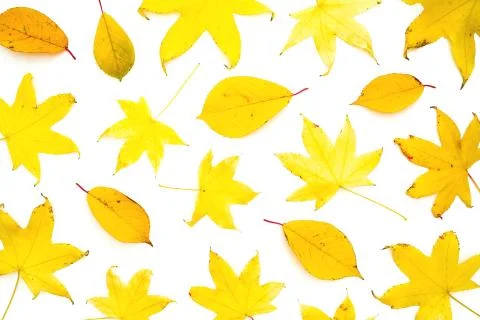 Autumn pattern with fall leaves on white background. Flat lay, top view. Than Stock Photos