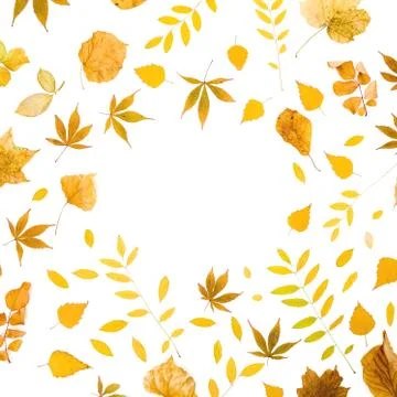 Autumn pattern with fall leaves on white background. Flat lay, top view. Than Stock Photos