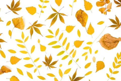 Autumn pattern with fall leaves on white background. Flat lay, top view. Than Stock Photos
