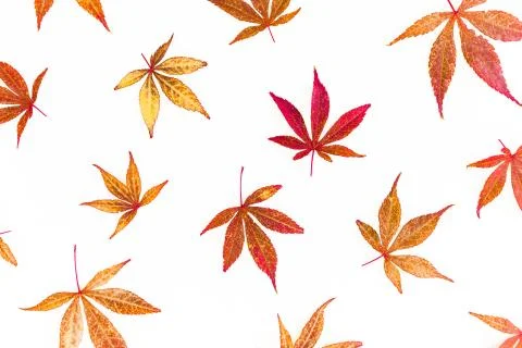Autumn pattern of fall marple leaves on white background. Thanksgiving day. F Stock Photos