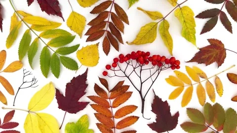 Autumn pattern with a fallen colorful leaves and red rowan berries Video stock 318088940