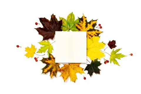 Autumn pattern. Frame made of Green, yellow dried leaves, red berry isolated  Stock Photos