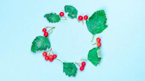 Autumn pattern. Frame made of Green dried leaves, red fruits Rowans isolated  Stock Photos