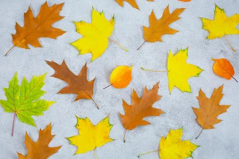 Autumn pattern made of leaves on a gray concrete background. Flat lay, top view Stock Photos