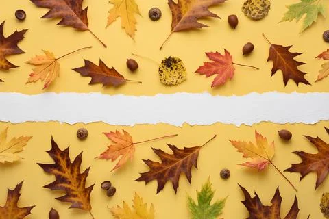 Autumn pattern of oak and maple leaves on yellow background with copy space Stock Photos