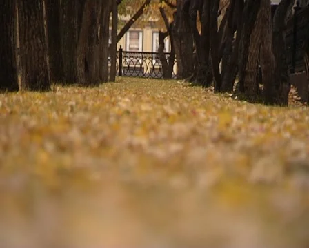 Autumn Perspective 動画素材 1928985