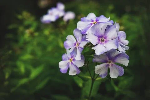 Autumn Phlox pattern. Artistic background. Phlox flower plants in the gard... Stock Photos