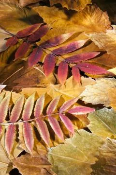 Autumn Stock Photos