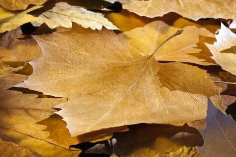 Autumn Stock Photos