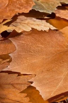 Autumn Stock Photos