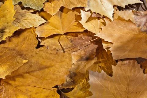 Autumn Foto stock