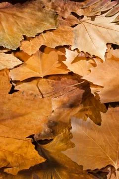 Autumn Foto stock