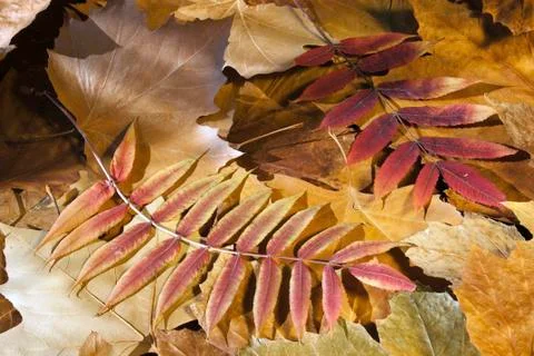 Autumn Stock-Fotos